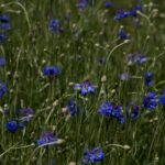 Photo cornflower color